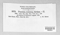 Puccinia recondita image